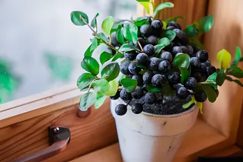 Cum să cultivi afine pe pervaz sau pe un balcon: Ghid pas cu pas