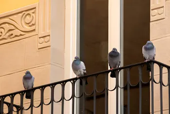 Cum să îndepărtezi porumbeii de pe balcon? Această culoare îi va alunga