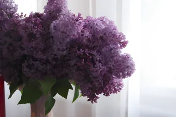 Cum să prelungim viața unui buchet de liliac? Încearcă această metodă cu apă fierbinte