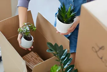 Mutarea casei cu plante de apartament: 5 sfaturi cruciale