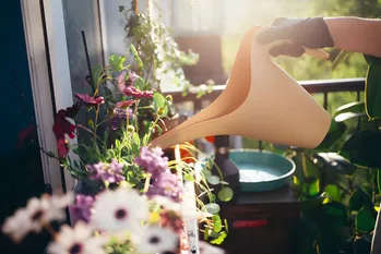 Plante de balcon pentru fluturi și pentru bucătărie